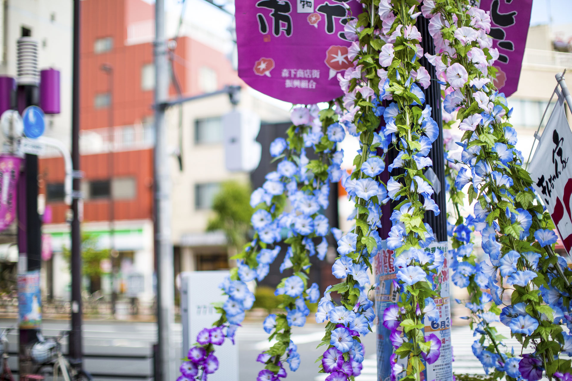 森下商店街のアサガオ